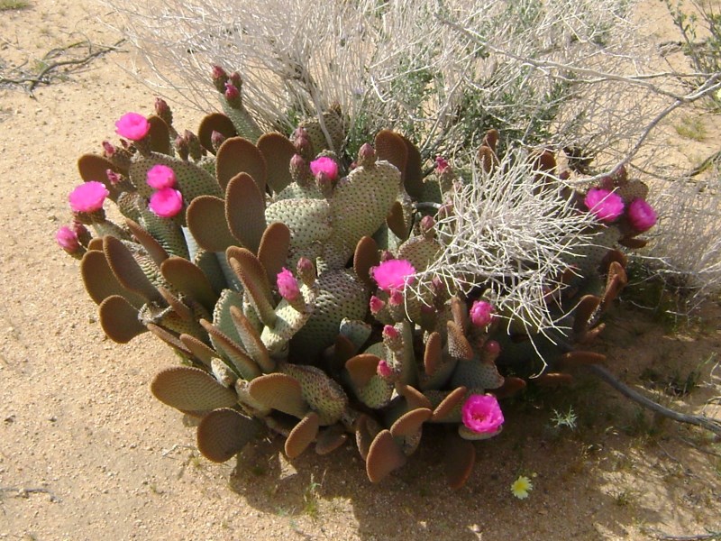 Beavertail Cactus (Courtesy Bill Martine)