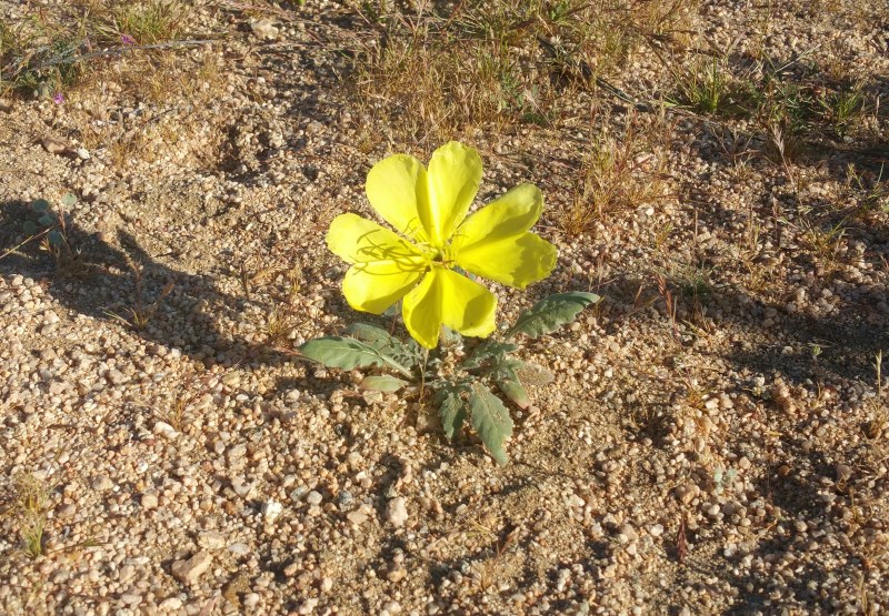 Yellow Desert Evening Primrose 