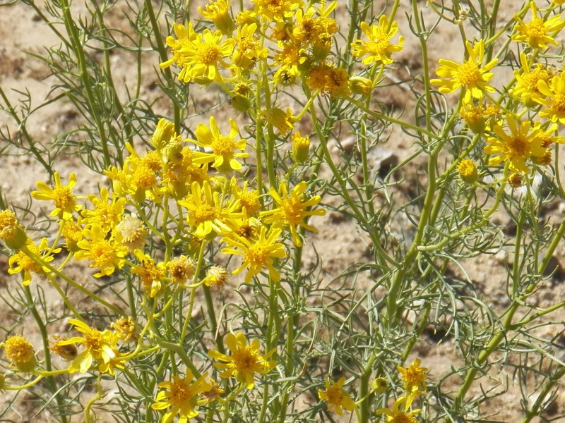 Shrubby Butterweed (California Butterweed)